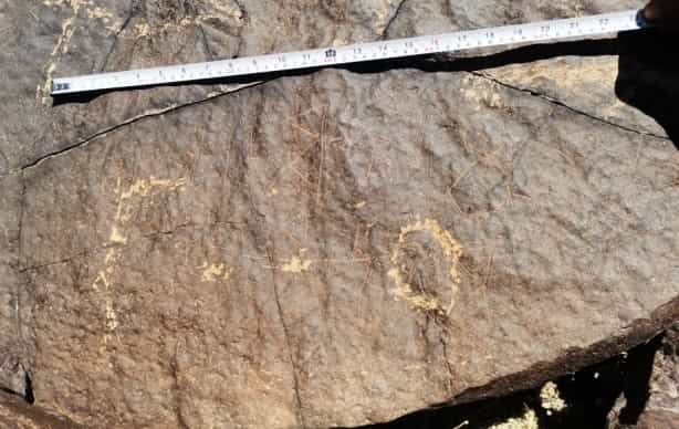 الشرعي موكل 5